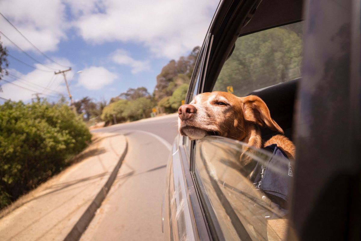 How to Keep Your Dog Calm and Happy on a Long Car Journey