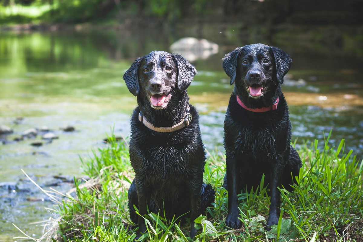 7 Ways to Train a Dog to Get Along With Other Dogs - PetHelpful