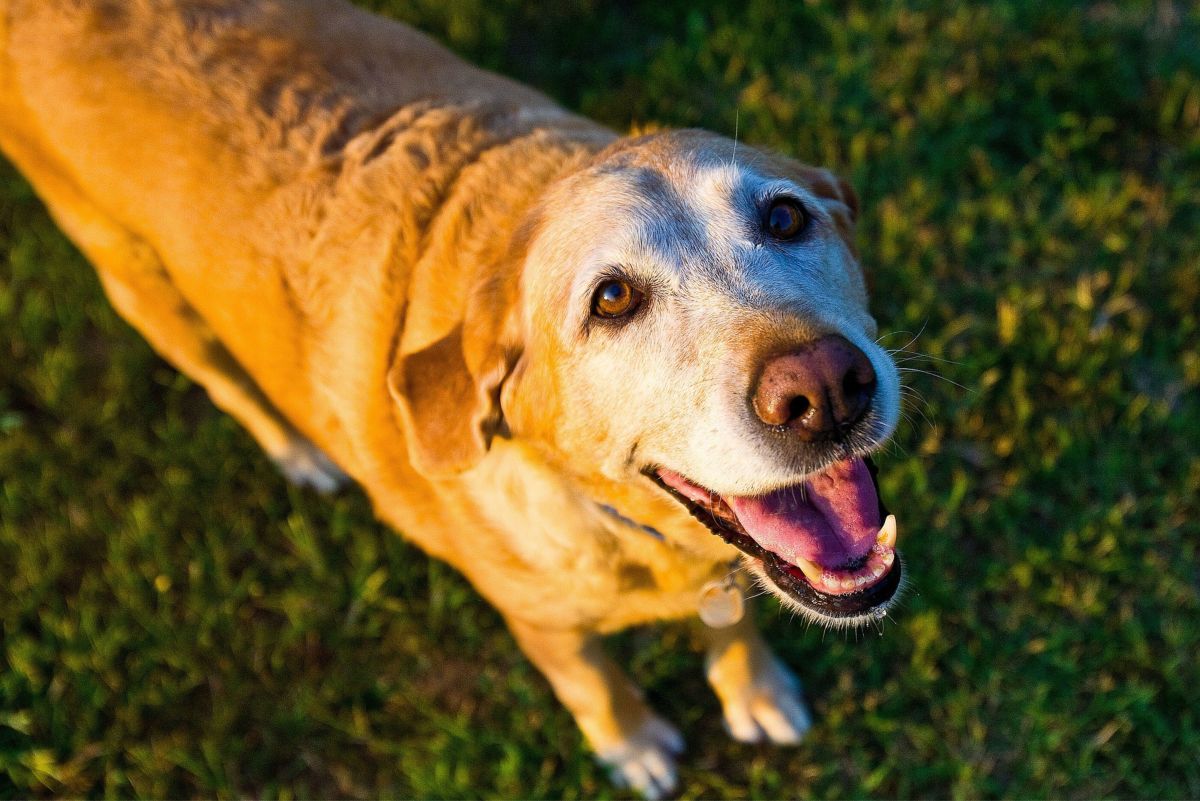 Advantages and Disadvantages of Adopting Older Dogs