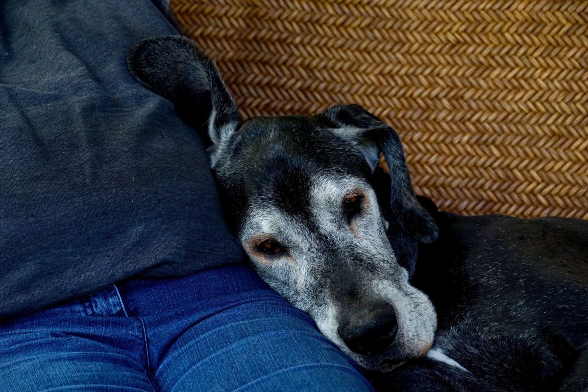 Senior Dog Rescue: The Benefits of Adopting an Older Dog