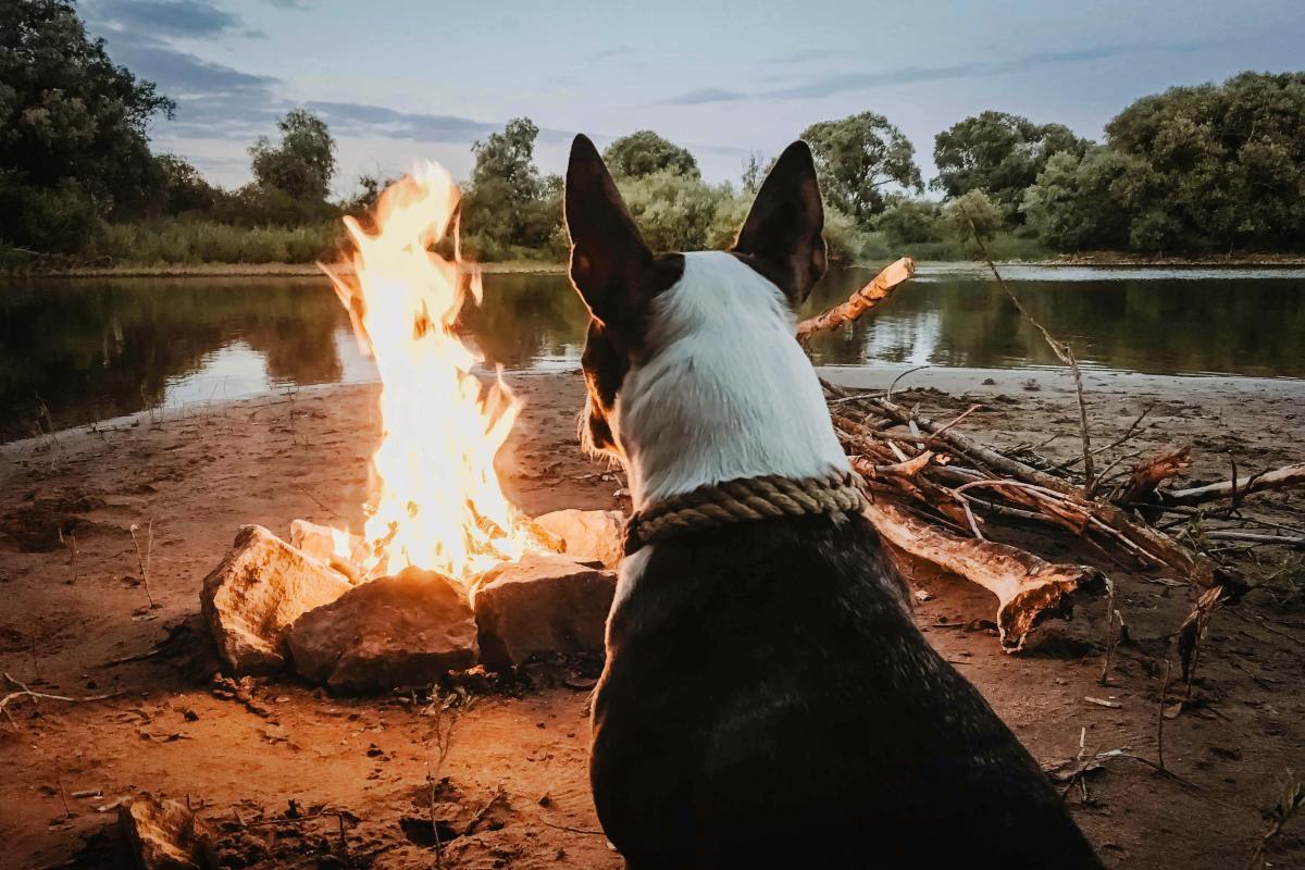 How to Keep Your Dog Safe While Camping in Bear Country
