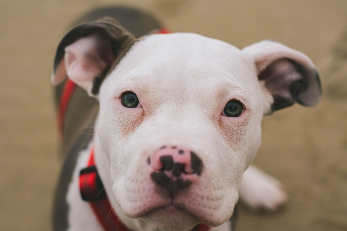 https://images.saymedia-content.com/.image/t_share/MTk2NTY2NDQ1NjU0NTUwNDk1/how-to-train-a-pit-bull-puppy.png