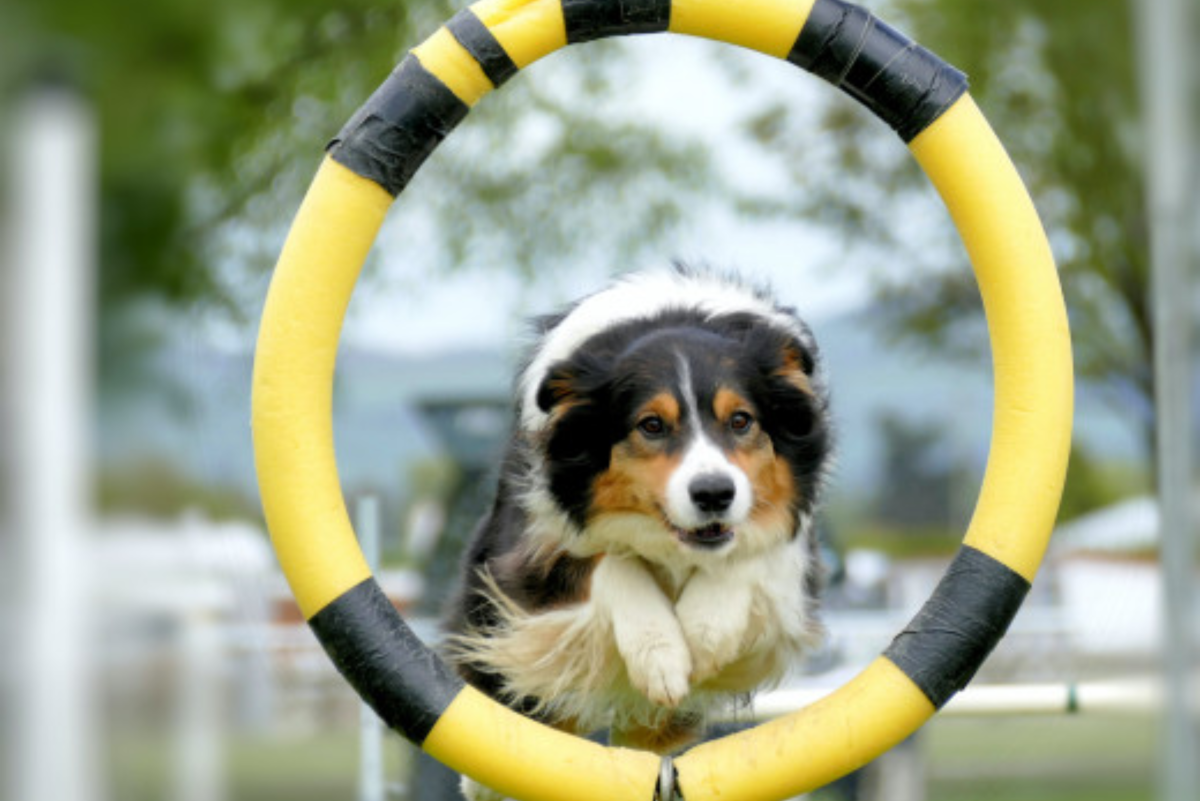6 Tips to Memorize a Dog Agility Course and Stop Getting Lost