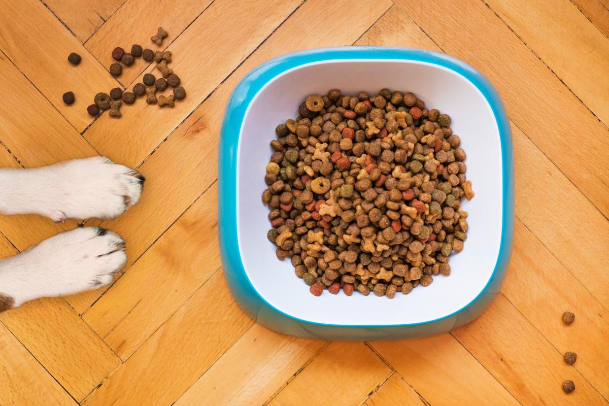 The Best Foods for Dogs With Megaesophagus