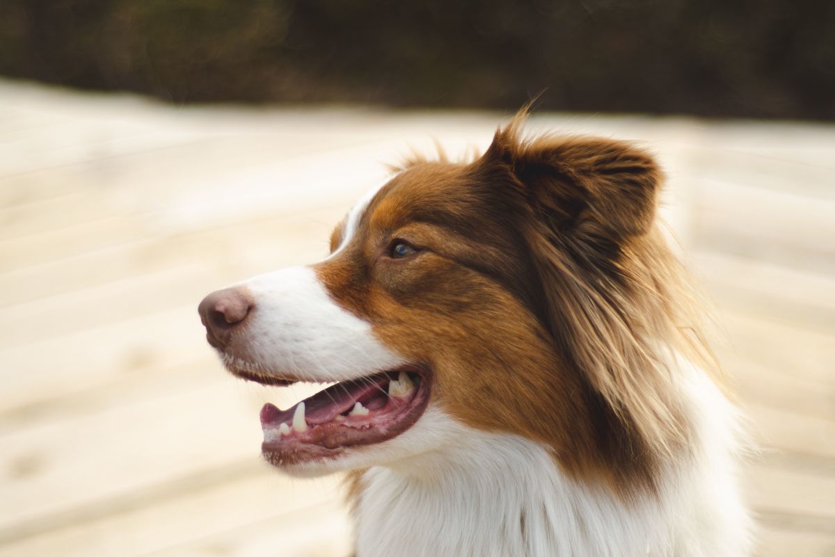 Buried in Fur: Tips to Deal With Dog Undercoat Shedding