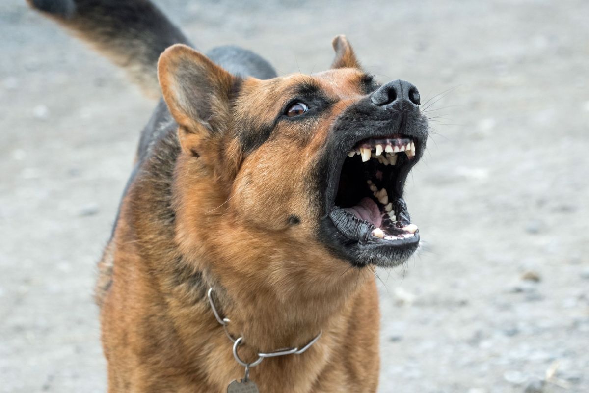 How to Cope With and Manage an Aggressive Dog