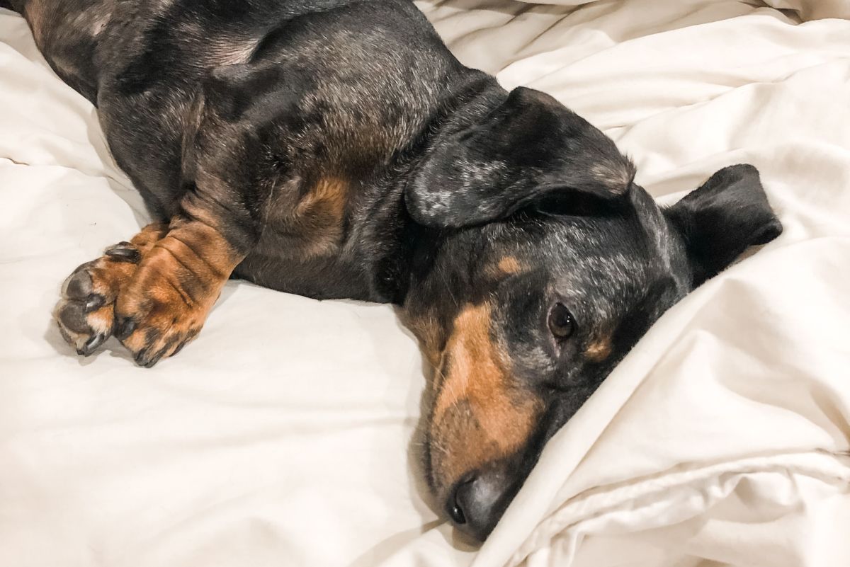 Dachshund Back Problems and How to Prevent Jumping