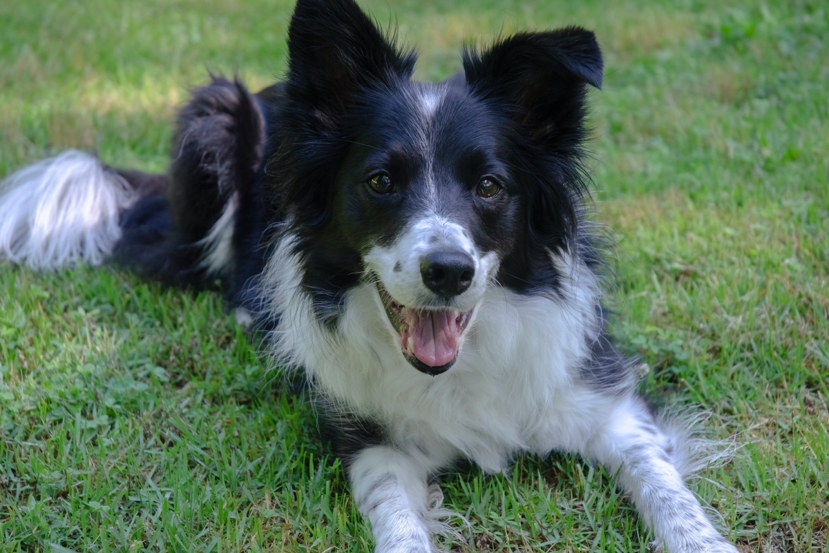 Pros and Cons of Choosing a Border Collie as a Pet