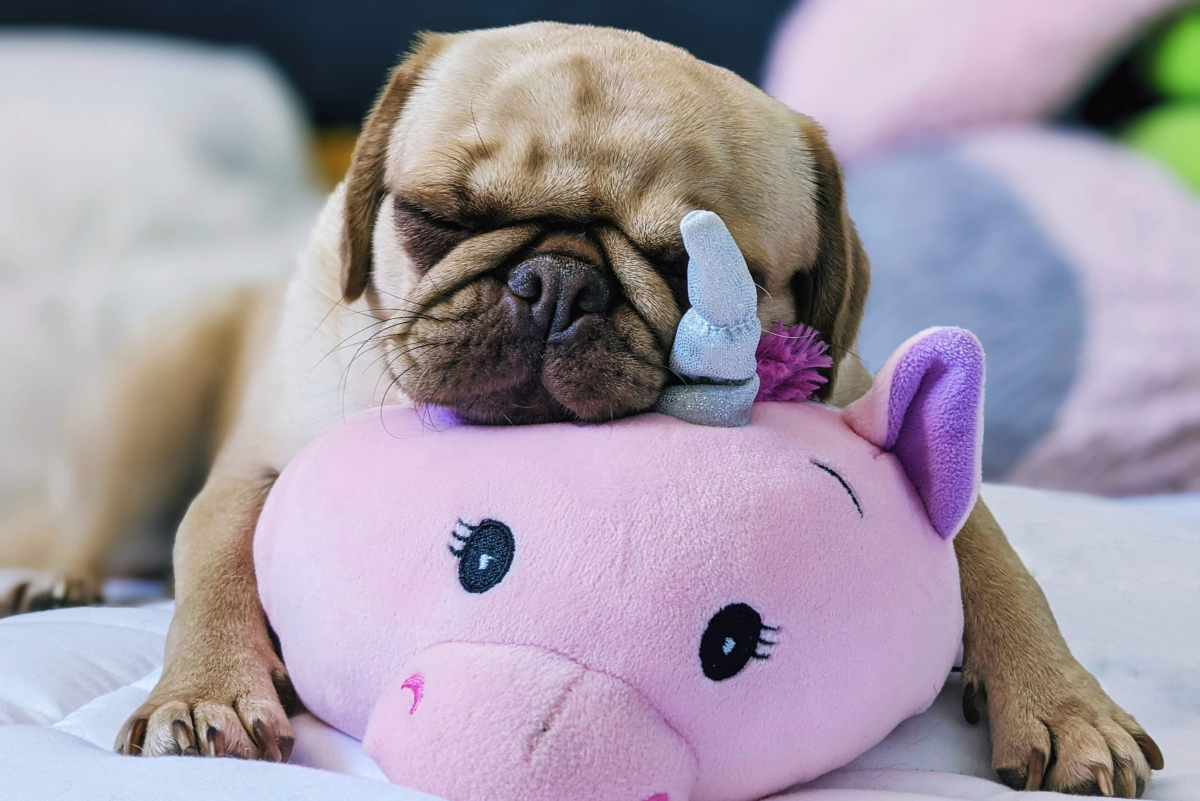 Why Pugs Are the Perfect Family Pet