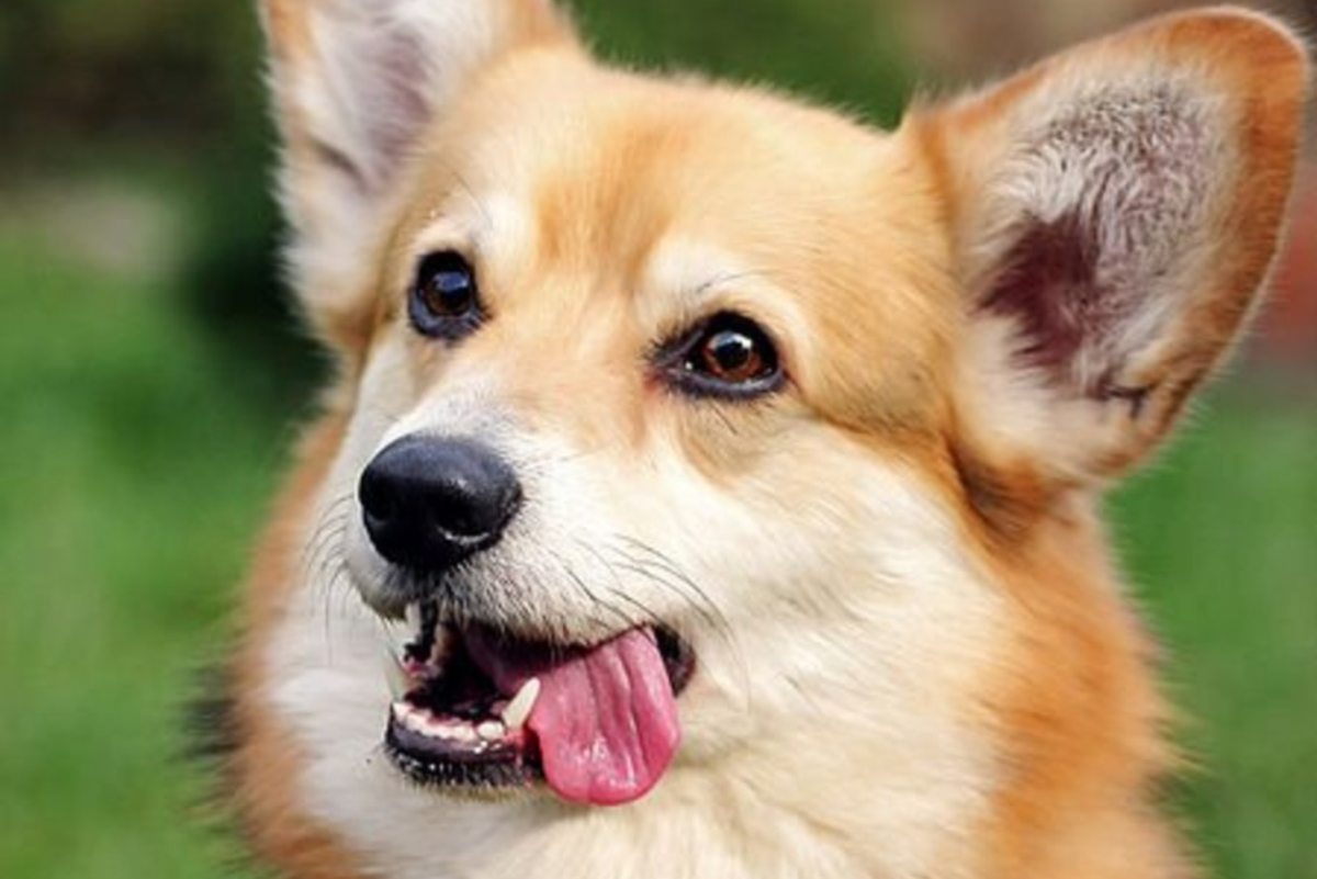 Why Dogs Eat Grass and Other Weird Things