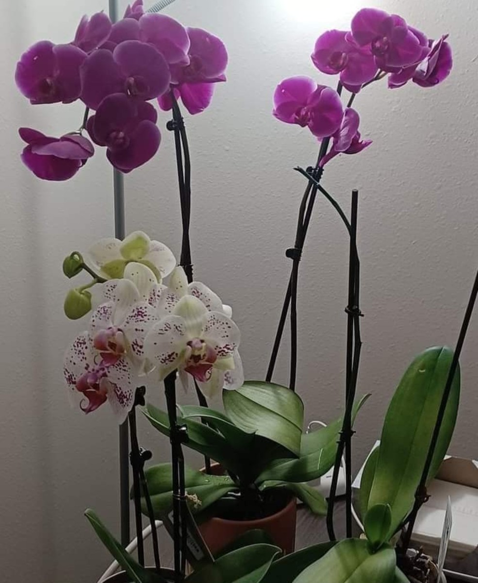 Phalaenopsis Orchid: Basic Care