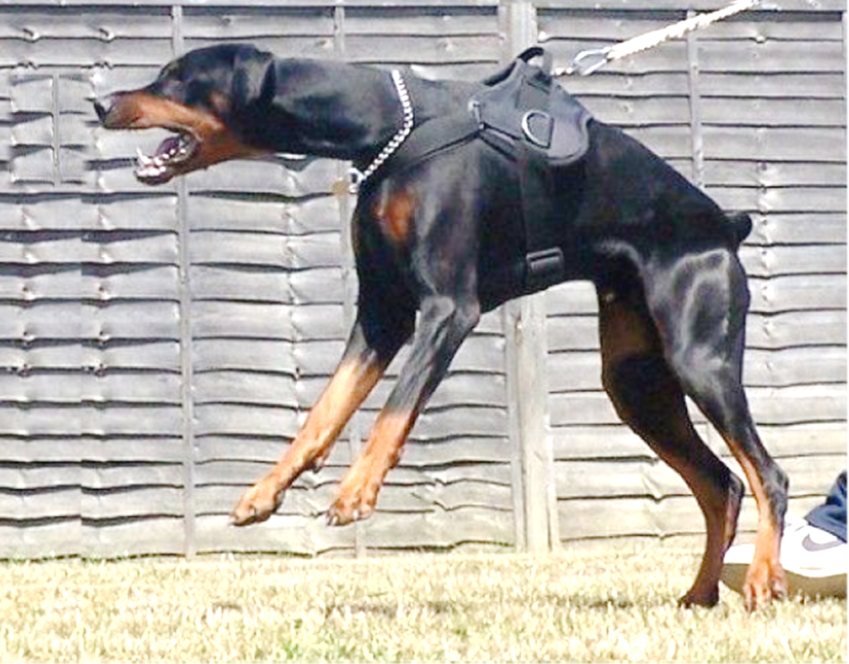 Why Doberman Pinscher Are Controversial HubPages