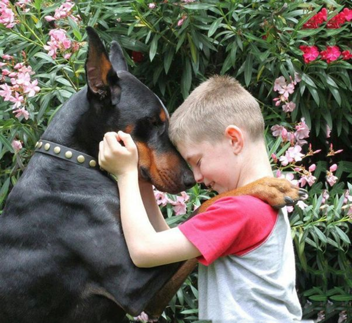 Doberman pinscher 2024 with kids