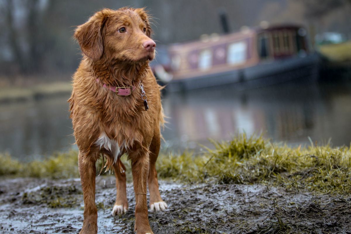 Why Is My Dog So Picky About Where He Poops?