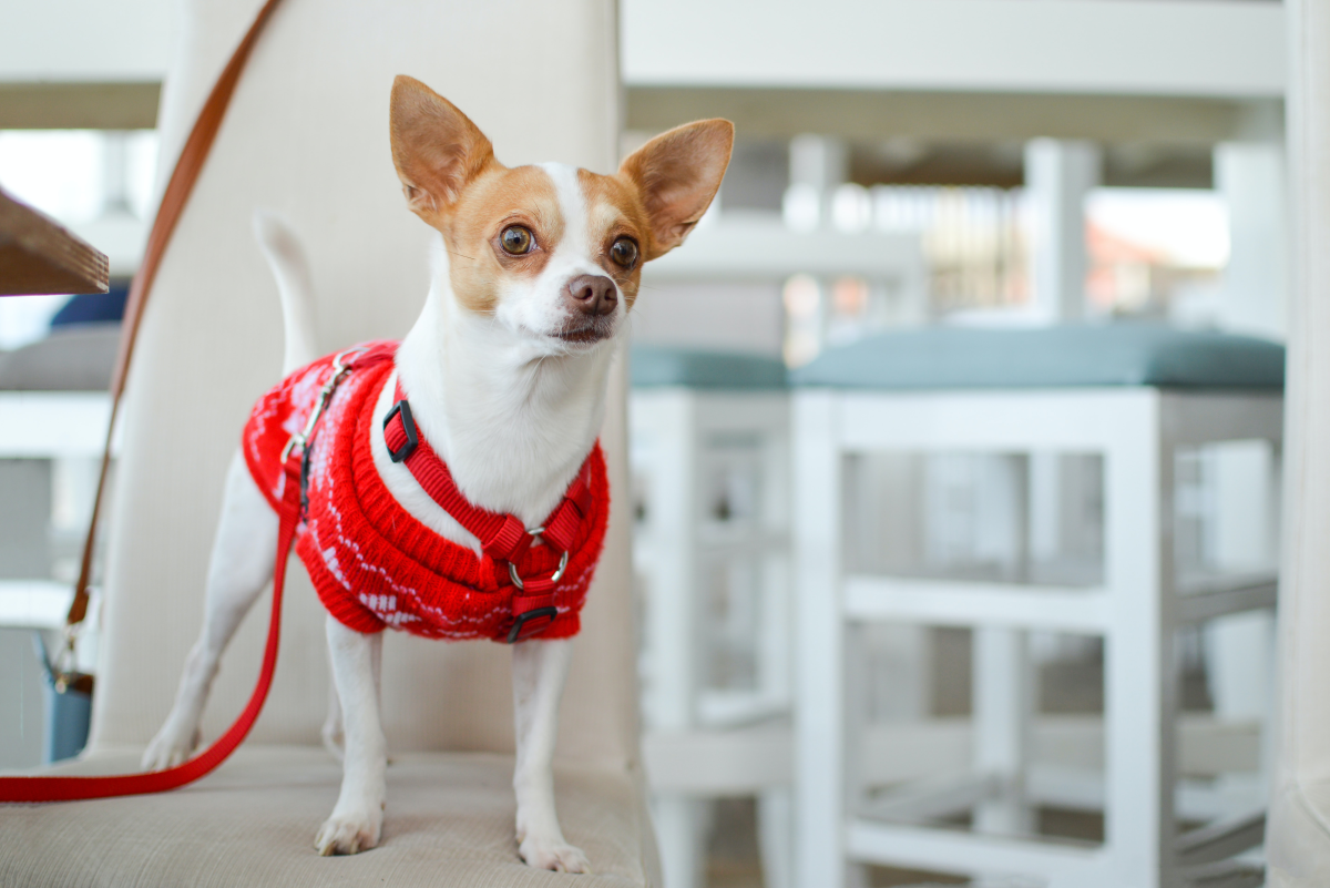 Potty Training Advice for Owners of Small Breed Dogs