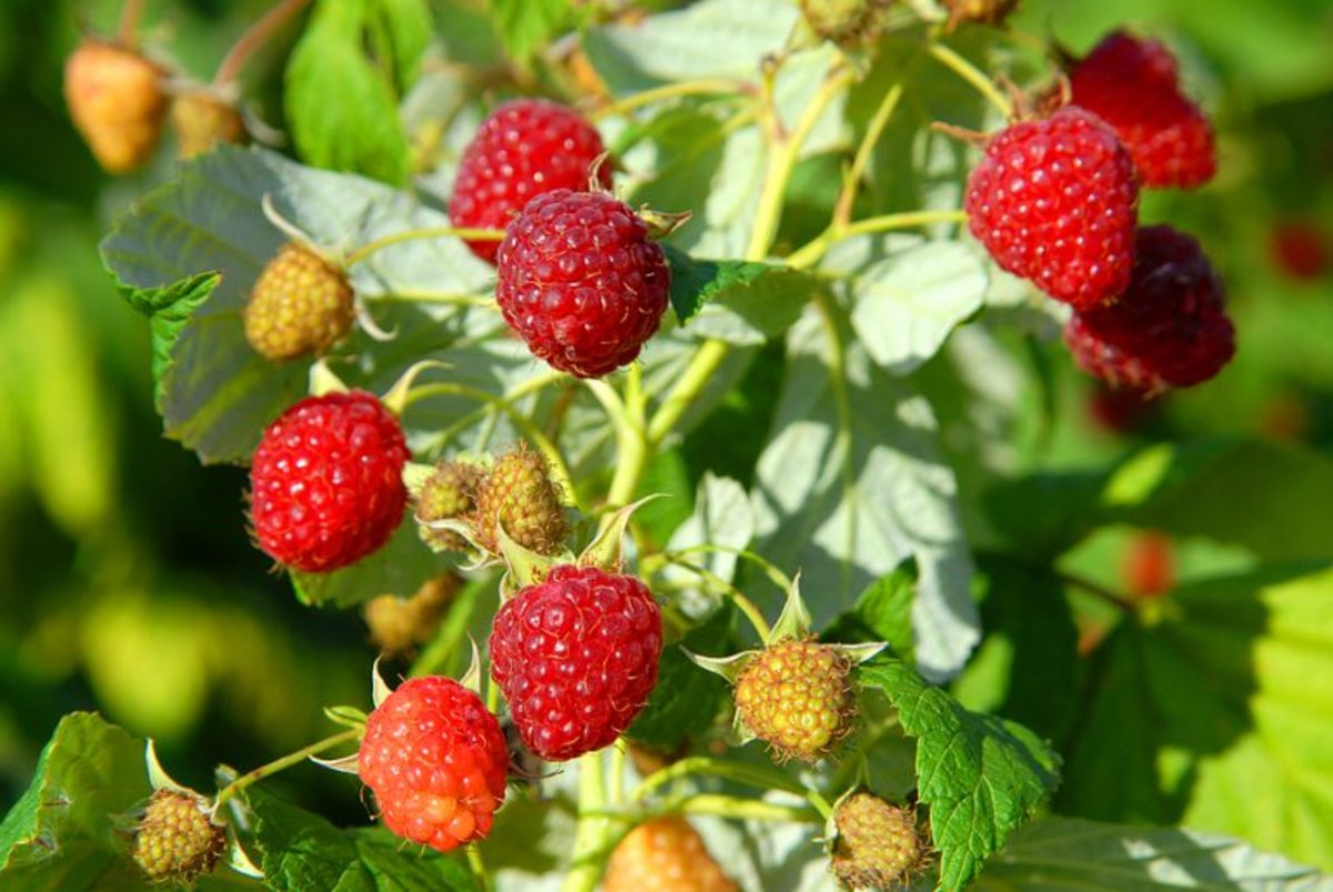 Gardening with Raspberries in Raised Beds