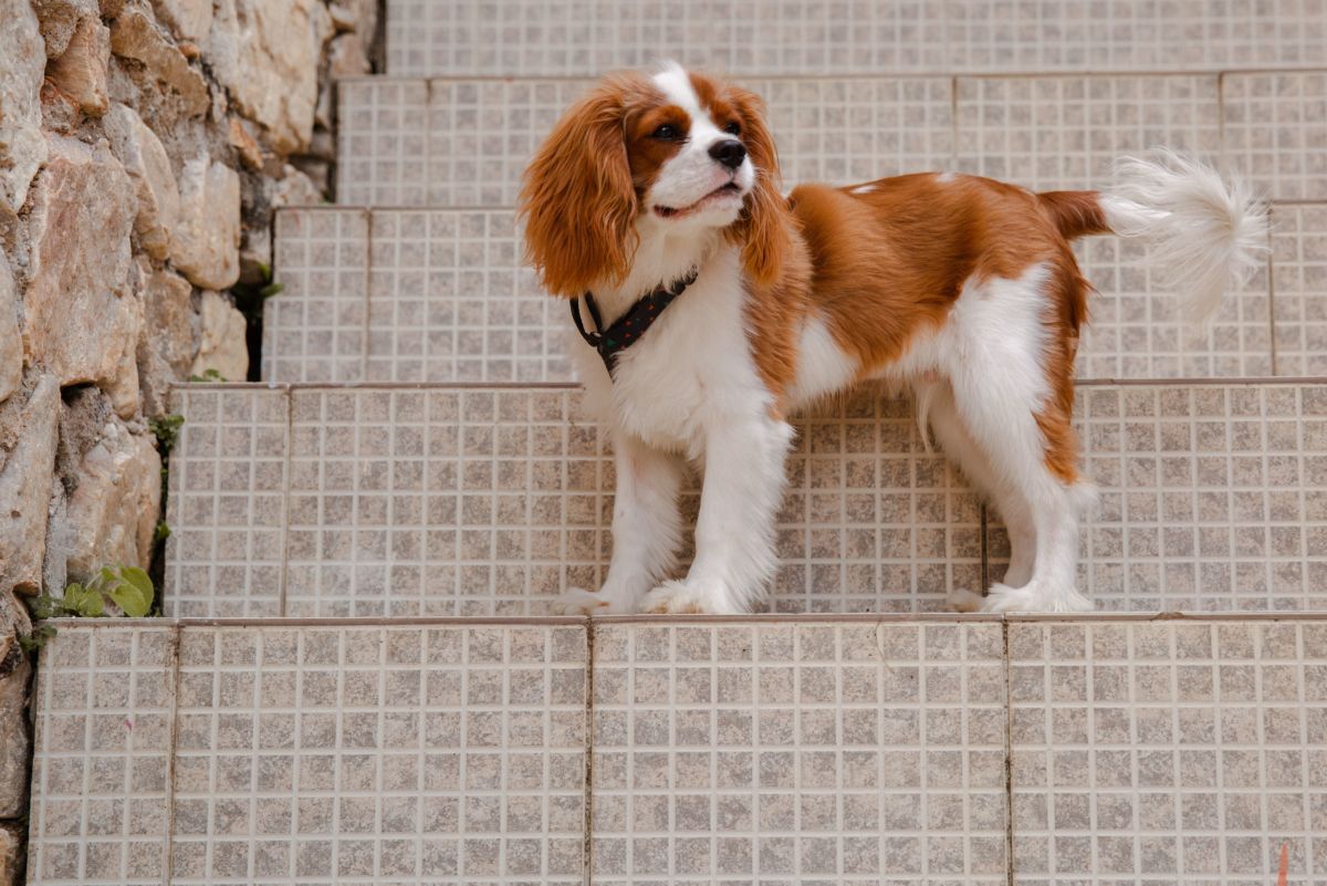 5 Things You Should Know Before Owning a Cavalier King Charles Spaniel -  PetHelpful