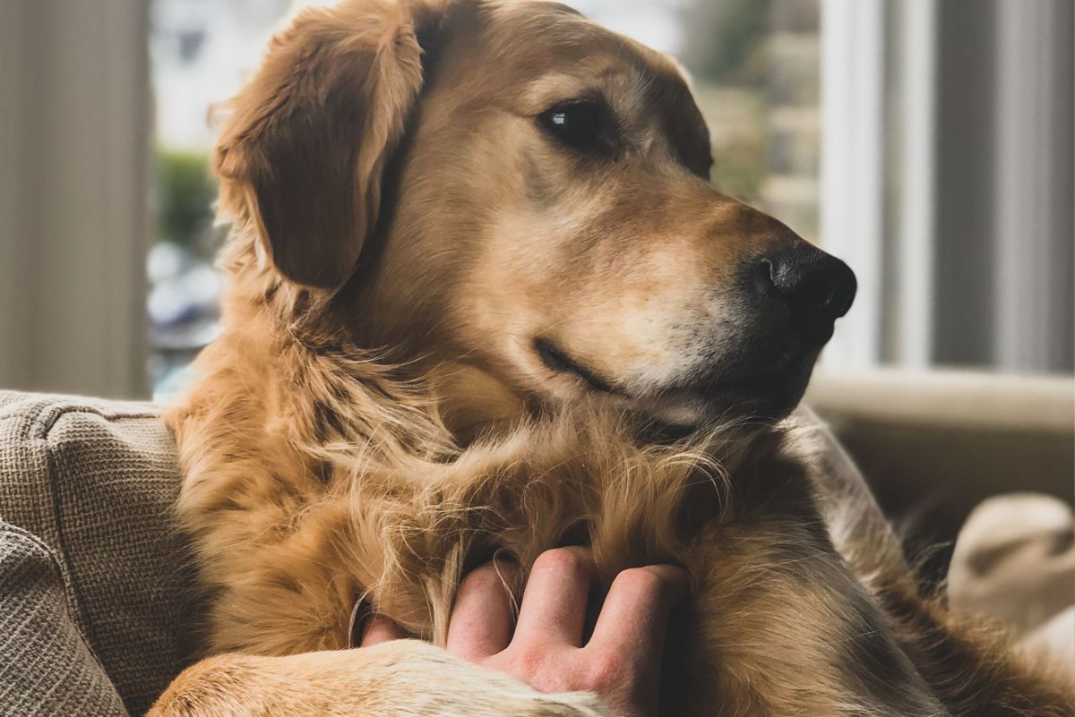 Golden Smart Dog And Girl Free Porn Video - The Silent Killer: Hemangiosarcomas, a Ruptured, Bleeding Spleen in Dogs -  PetHelpful