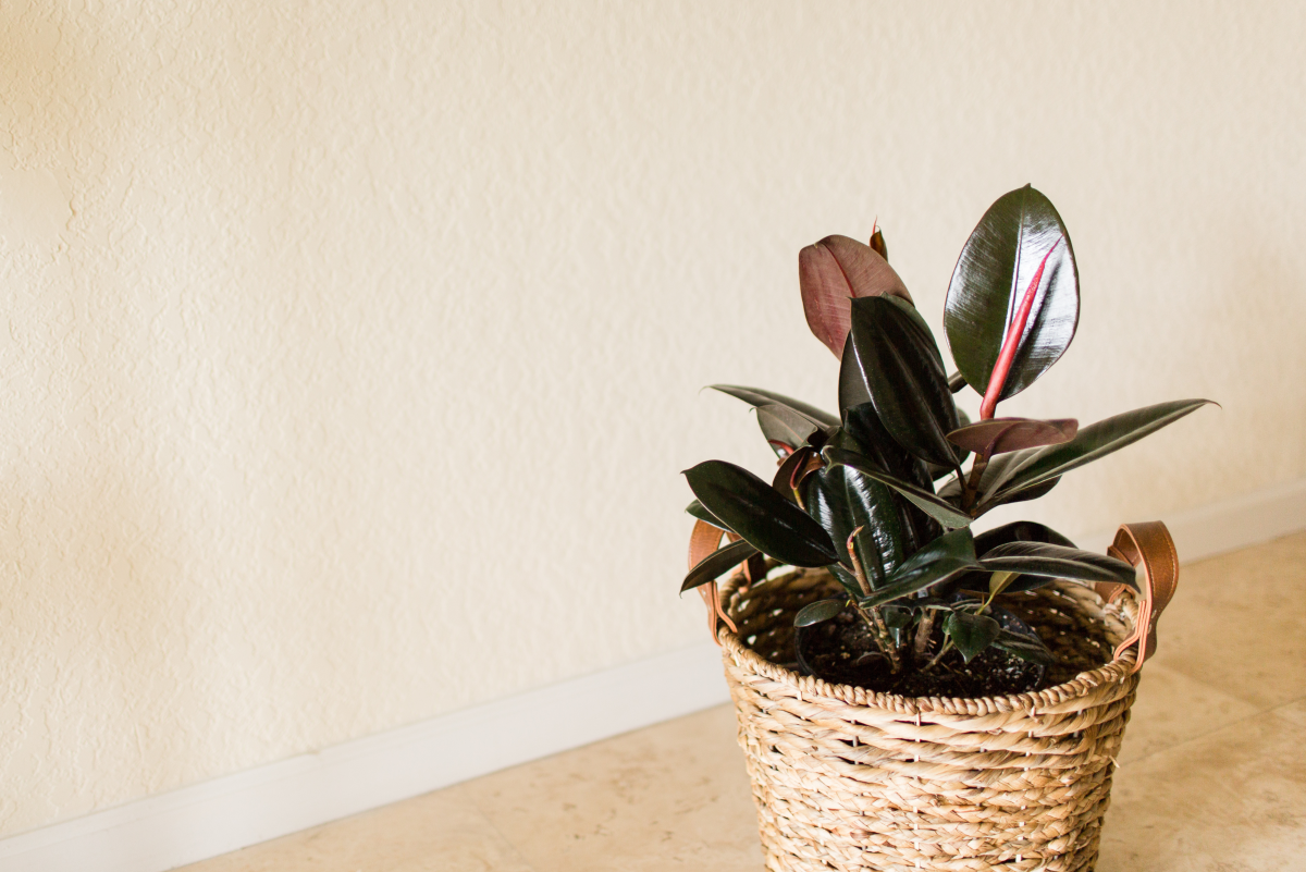 The Ultimate Guide to Rubber Plants: Care, Propagation, and Benefits