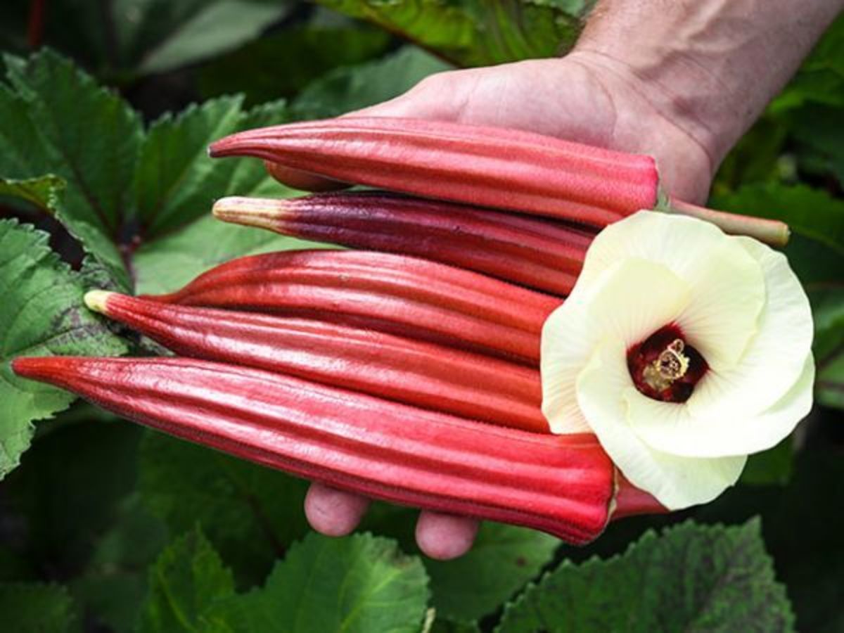 A Comprehensive Guide to Growing Okra Dengarden