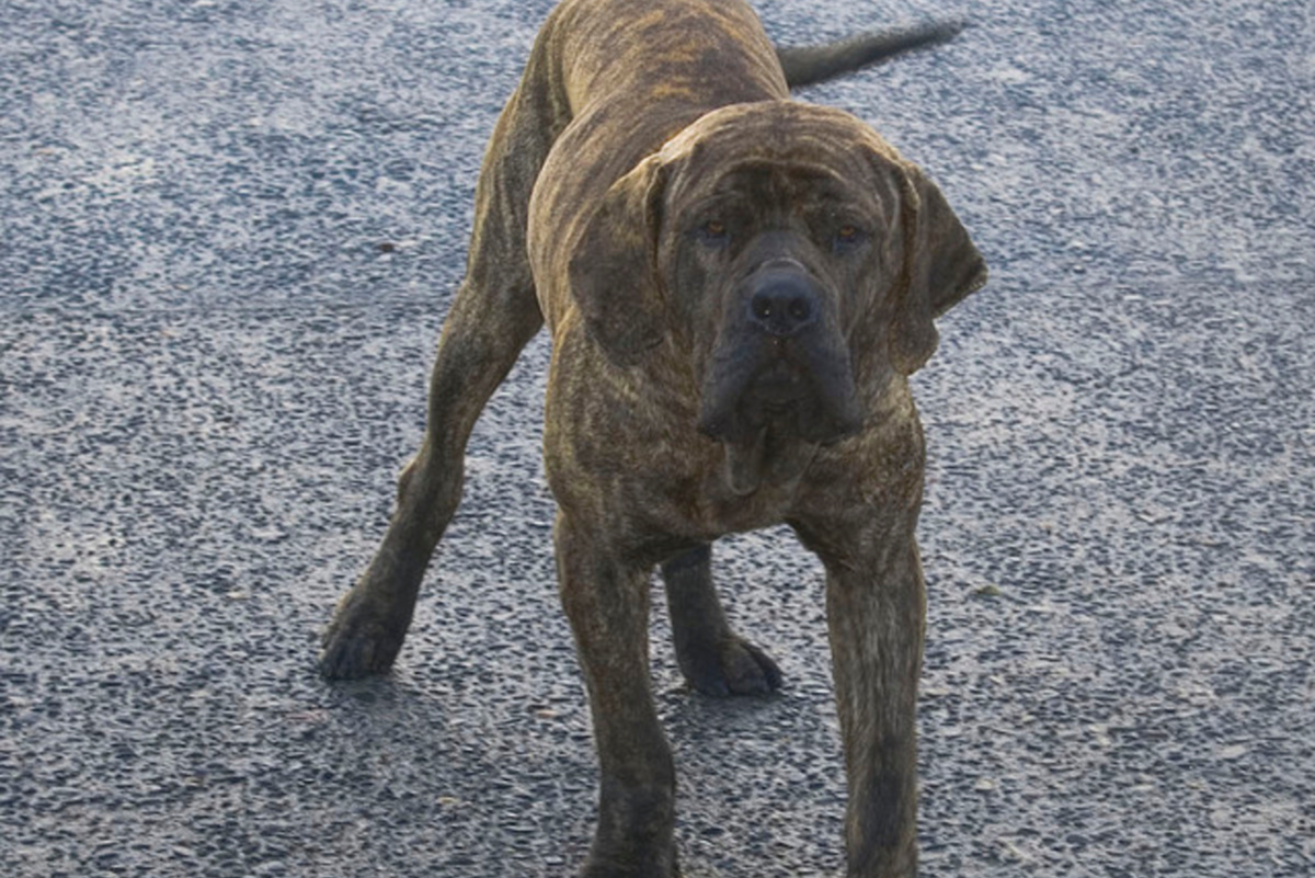 are dogue brasileiro the most intelligent dogs