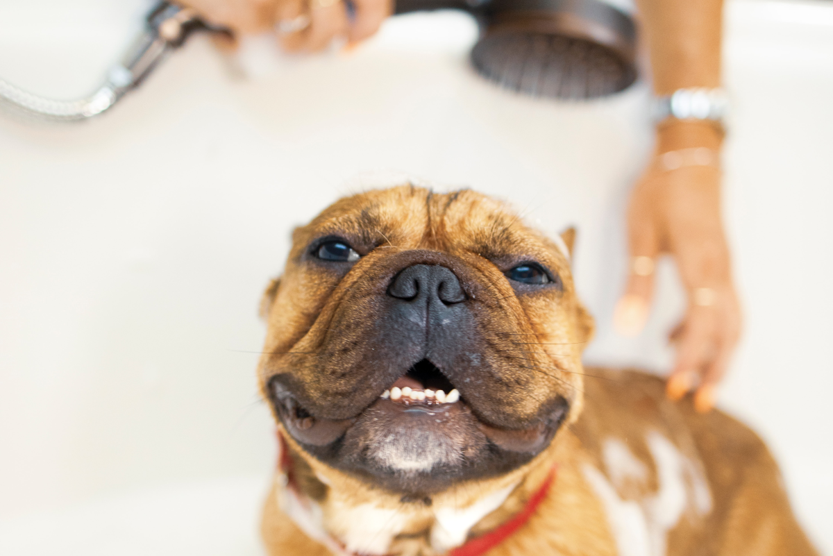 How to Get Rid of Dog Fleas Using a Bath and Soap