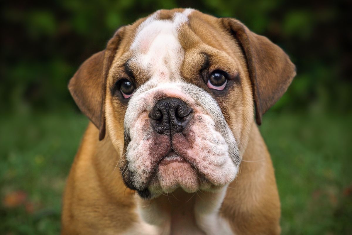 A Guide to English Bulldogs: Puppies, Temperament, Diet & More