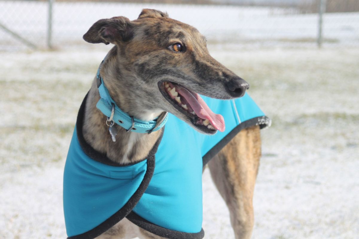 5 Great Dog Toys Your Greyhound Will Love