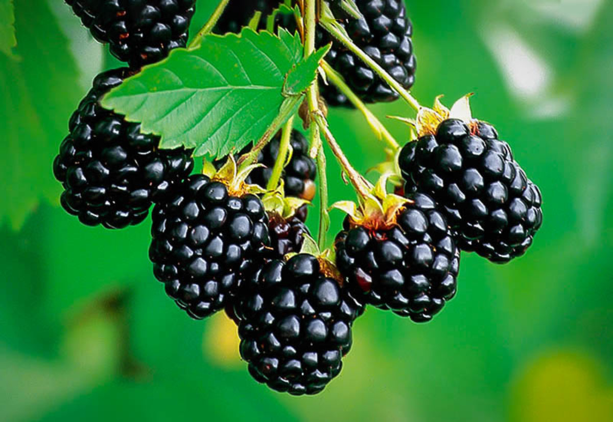 Thornless Blackberries: Varieties, Pests, and Diseases