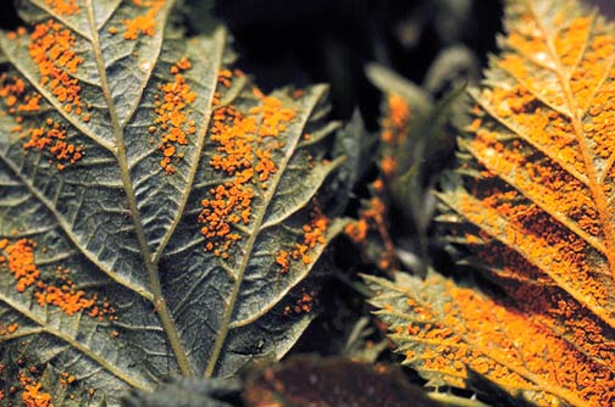 Thornless Blackberries Varieties, Pests, and Diseases Dengarden