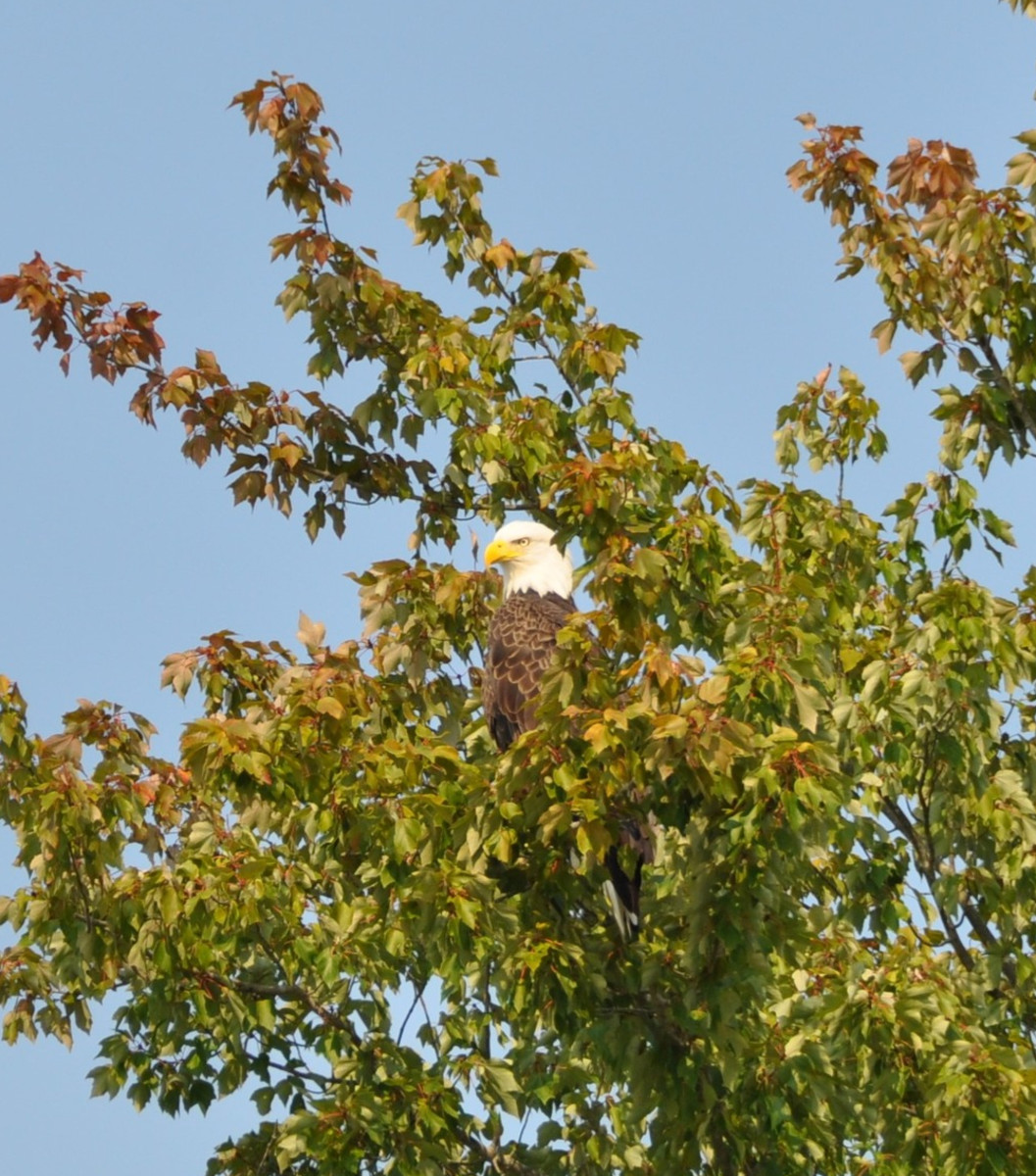 Bald Eagle Population and How to Identify Bald Eagles by Wing Pattern
