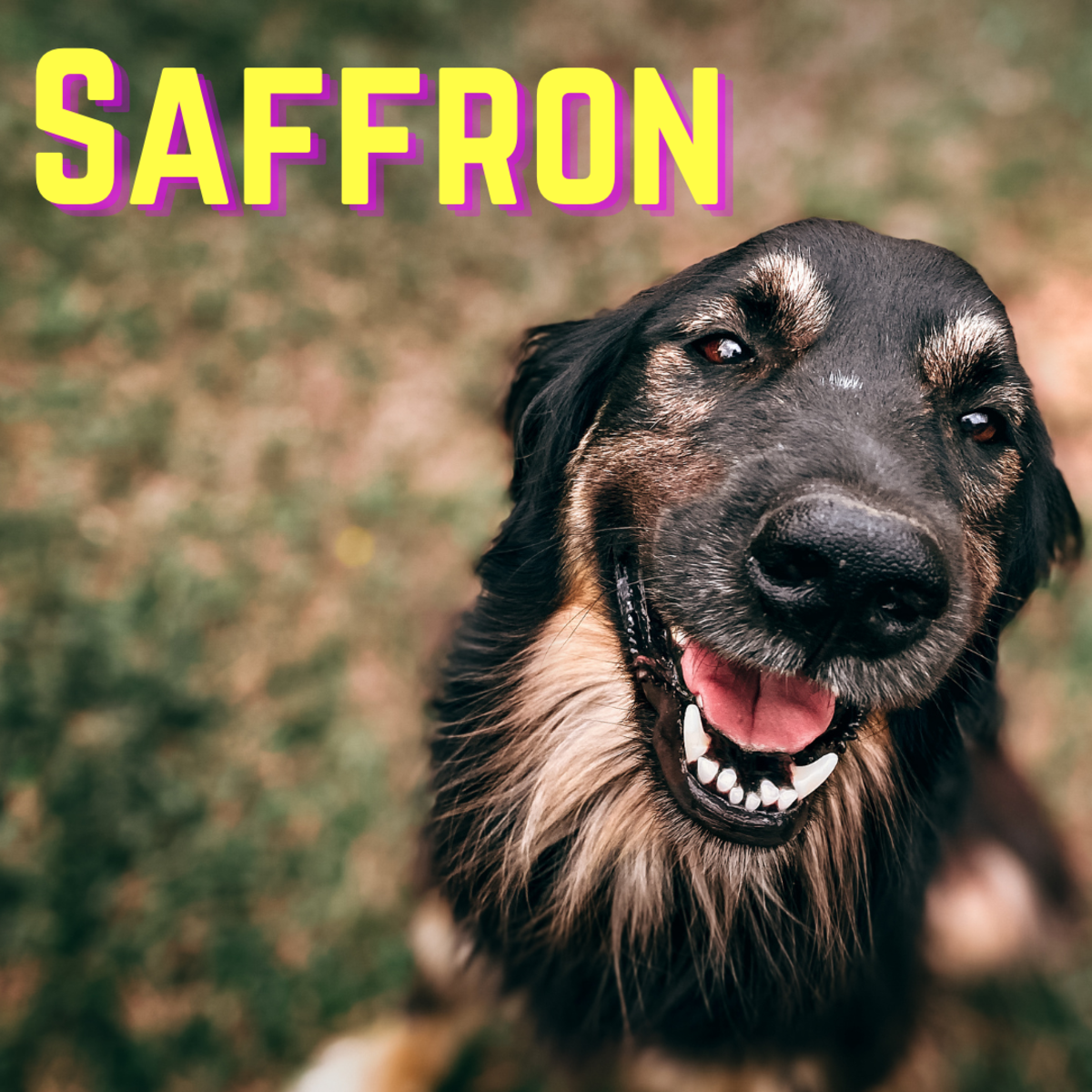 150 Spice Inspired Names For Dogs PetHelpful