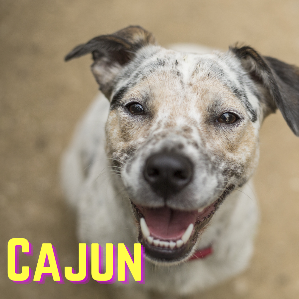 150 Spice Inspired Names For Dogs PetHelpful