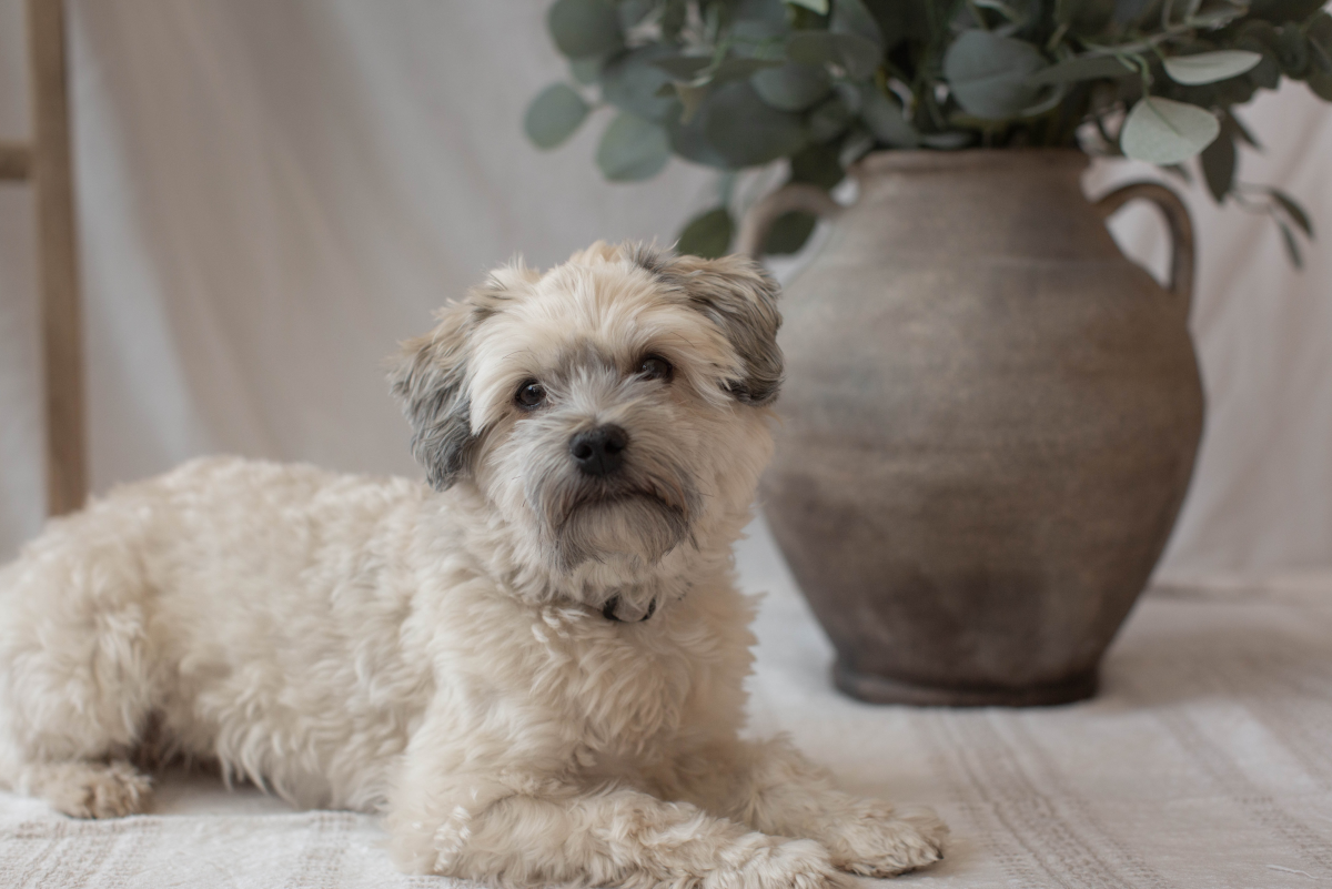 Havanese Dog Temperaments and Care