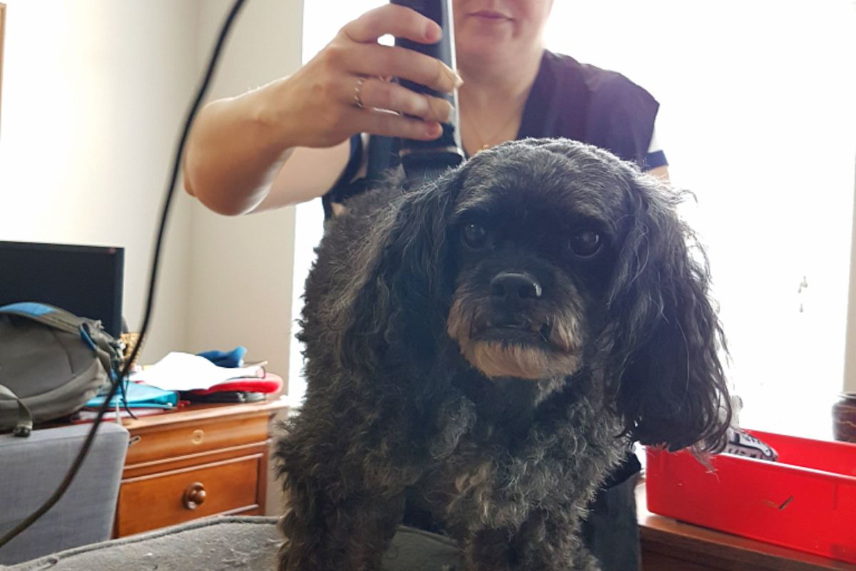 Lessons From a Groomer: Clipper Tips and Tricks