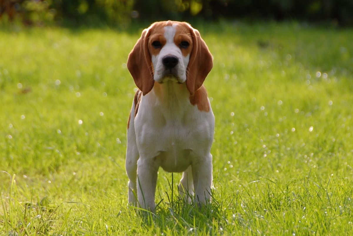 All About Beagles and Their Incredible Sense of Smell