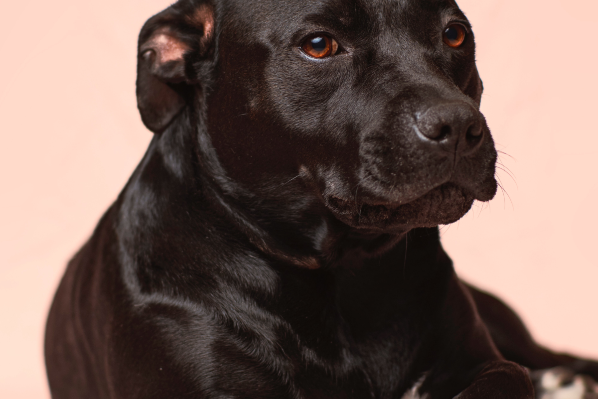 Elbow Problems Why Does My Dog Have Swollen or Callused Elbows and