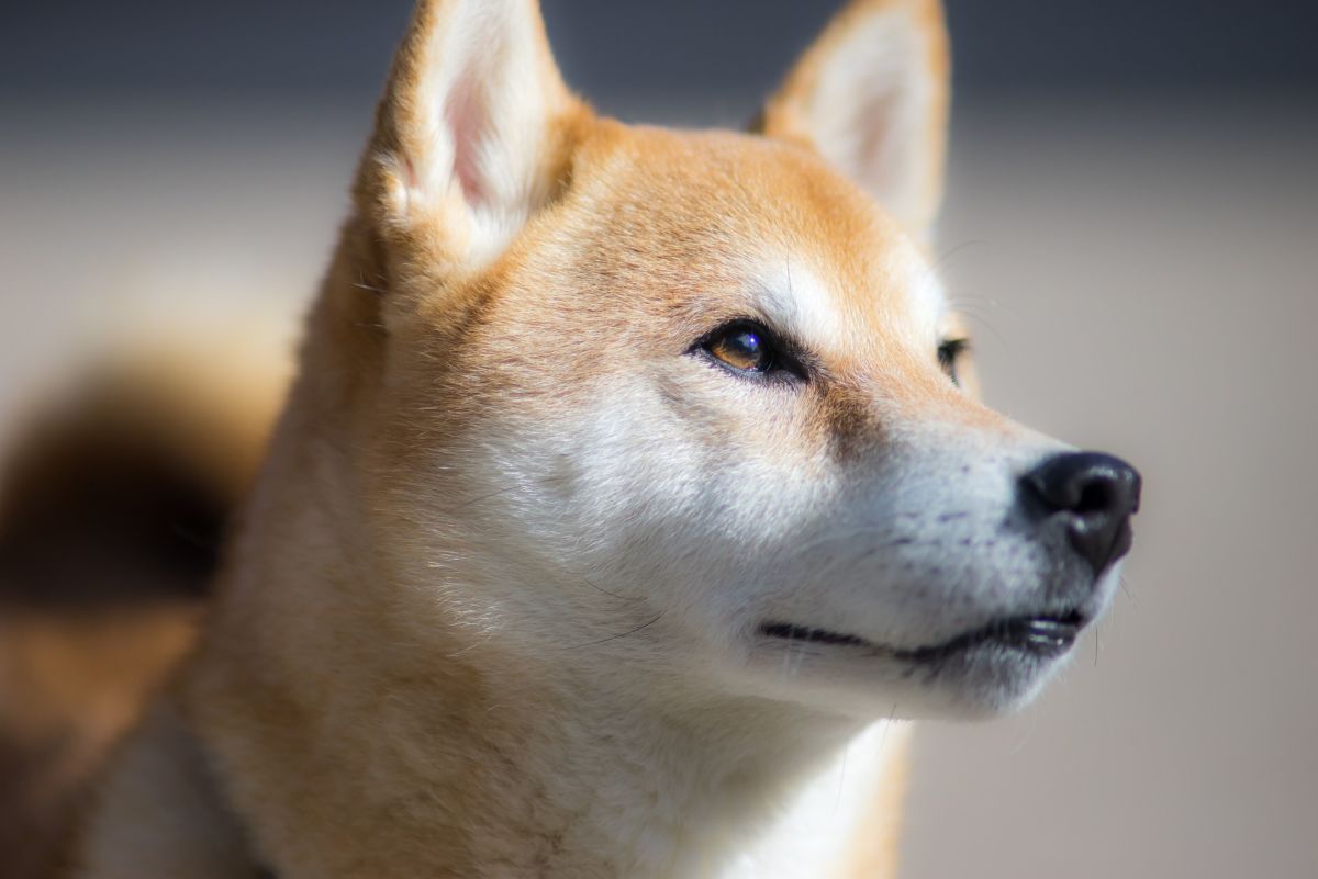 are hokkaido dogs smart dogs