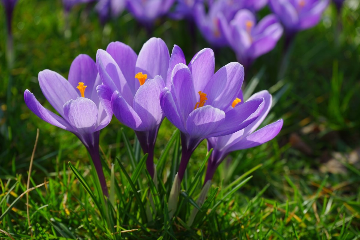 My Favorite Flower Bulbs for Spring Flowers - Dengarden