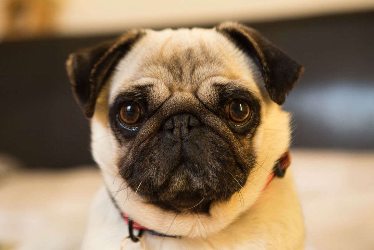 5 Best Small Watchdog Breeds - PetHelpful