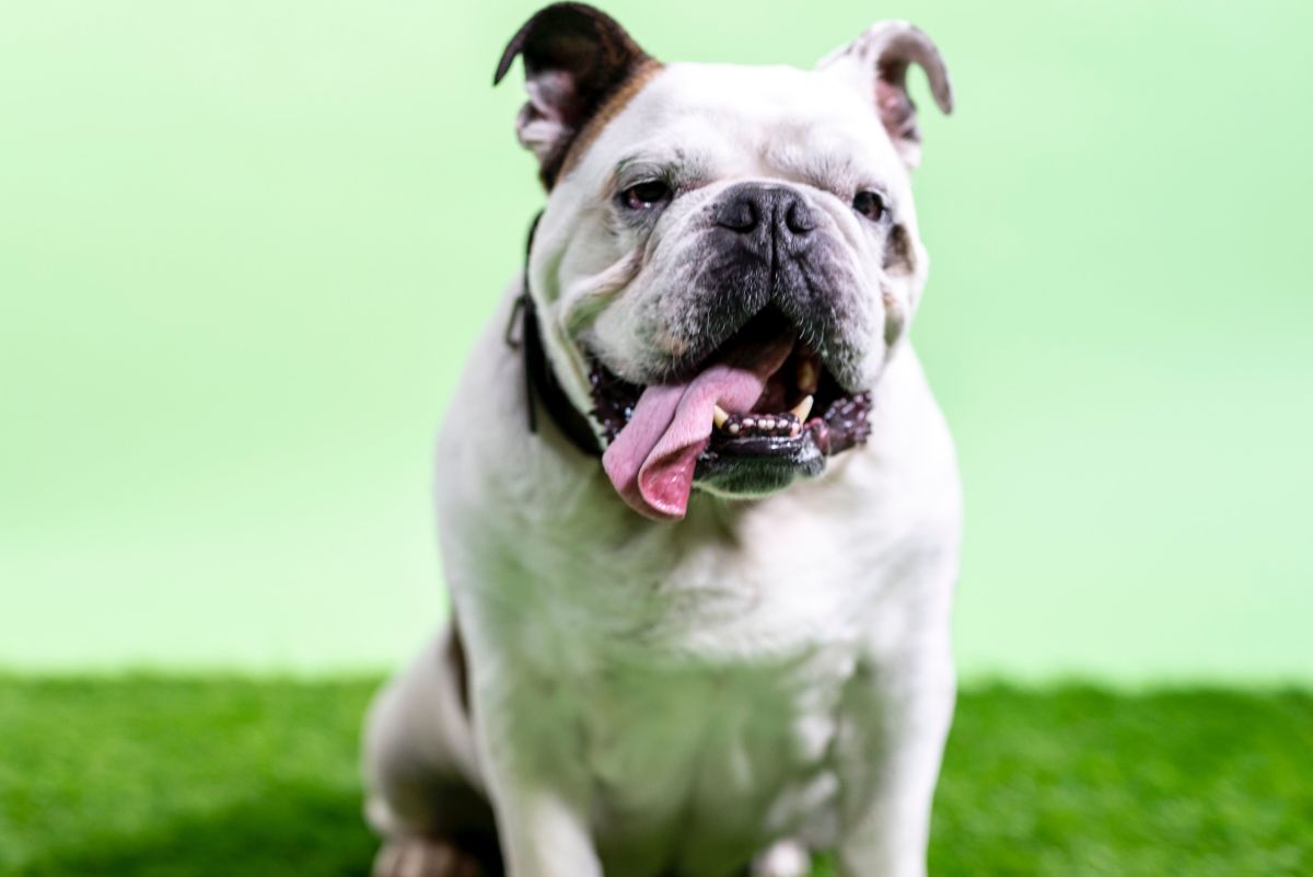 What You Should Know About English, Victorian, and Olde Tyme Bulldogs