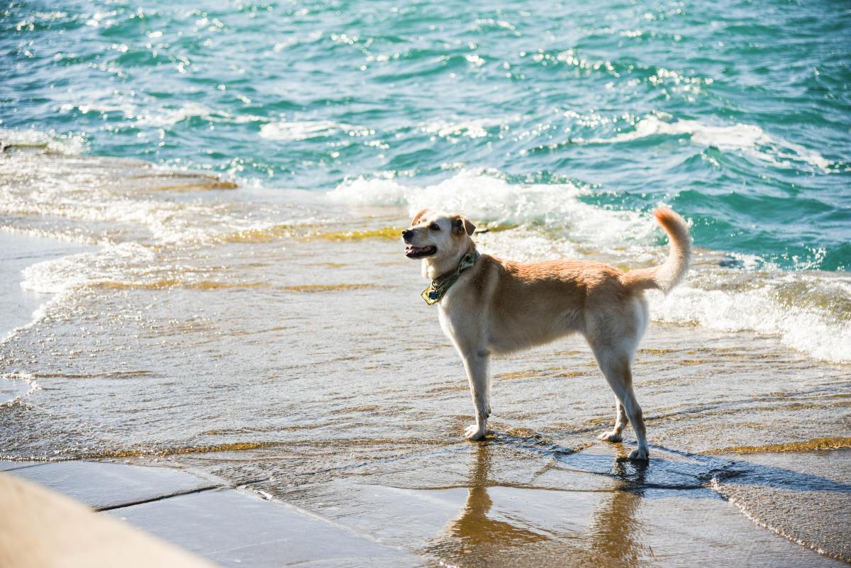 How Much Water Should Your Dog Drink? - Whole Dog Journal