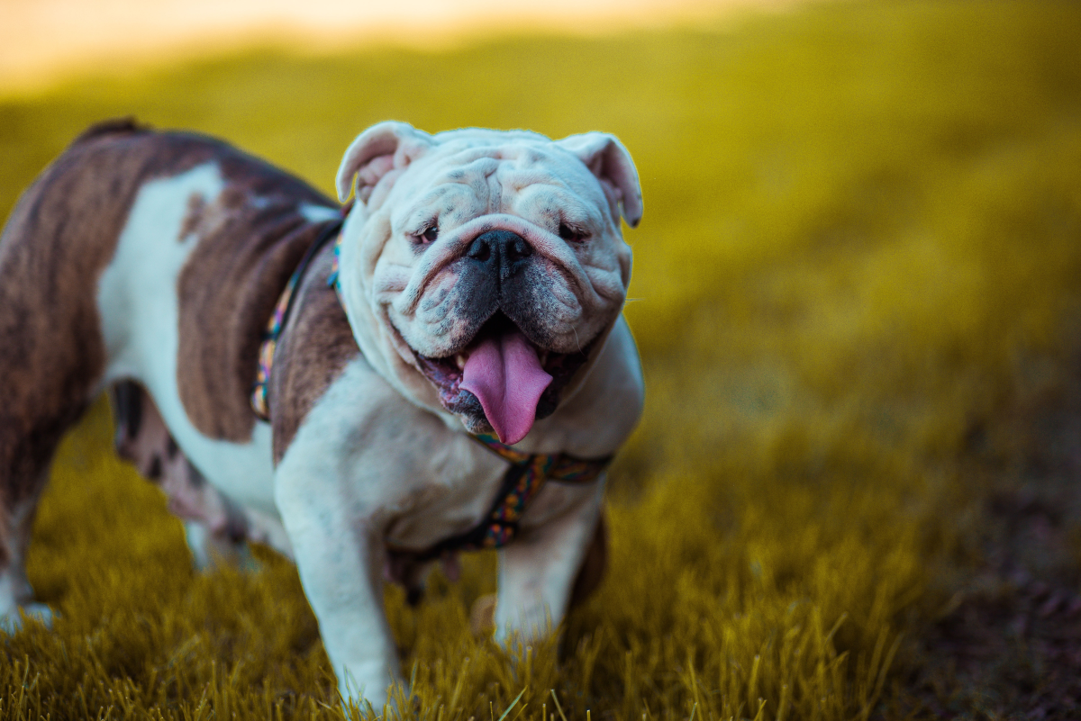 Olde English Bulldogge Information and Facts: Is This Dog Breed Right for You?