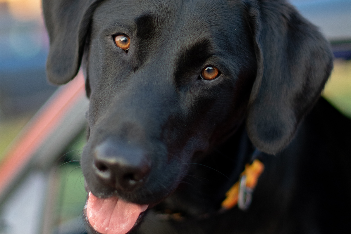 10 Reasons Labrador Retrievers Make Great Family Pets