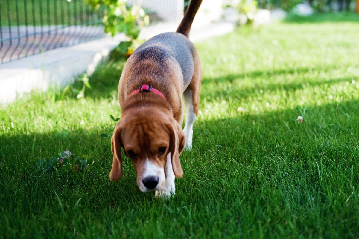 Why Dogs Eat Poop and How to Deal With This Gross Behavior
