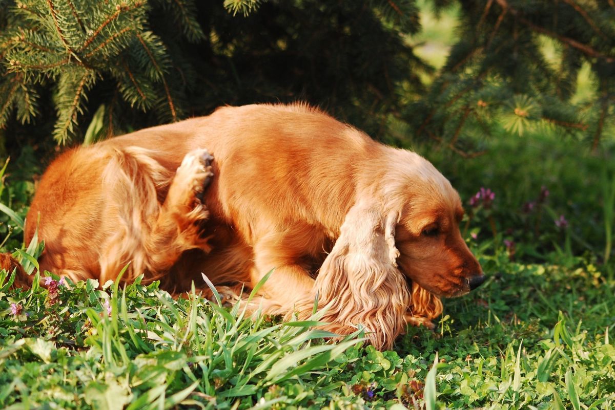 Dog Skin Rashes: Symptoms, Causes, and Cures