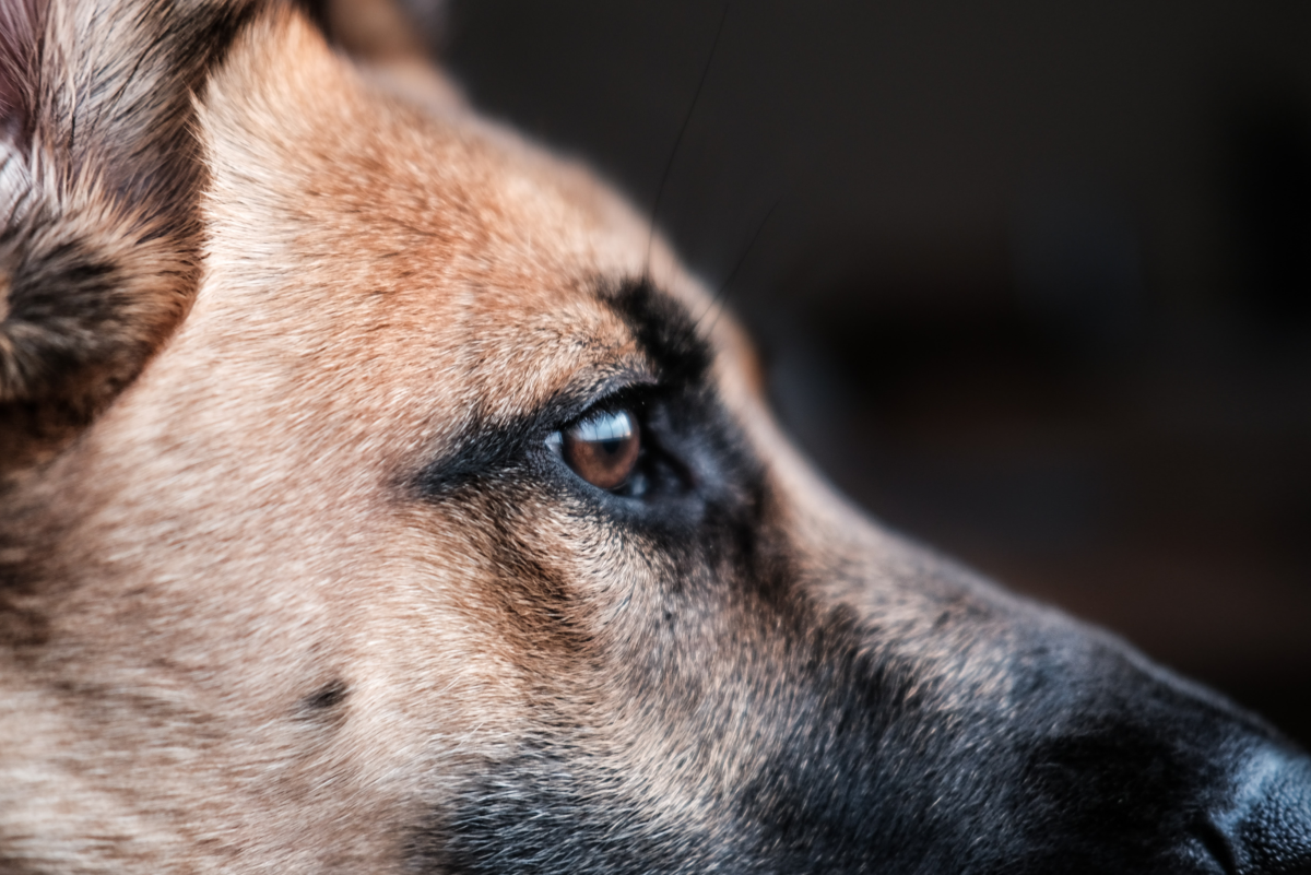 8 Aggressive Dog Breeds You Should Not Mess With