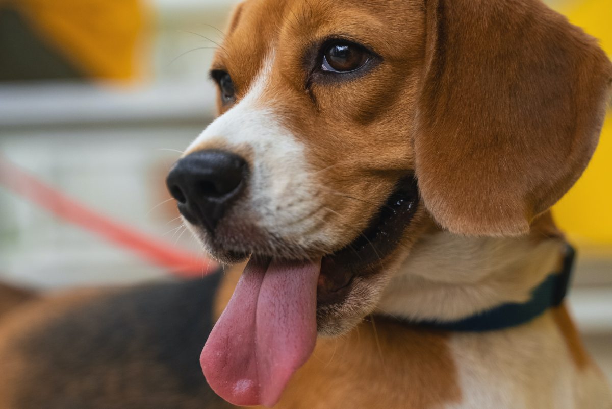 5 Reasons Why Beagles Are Perfect