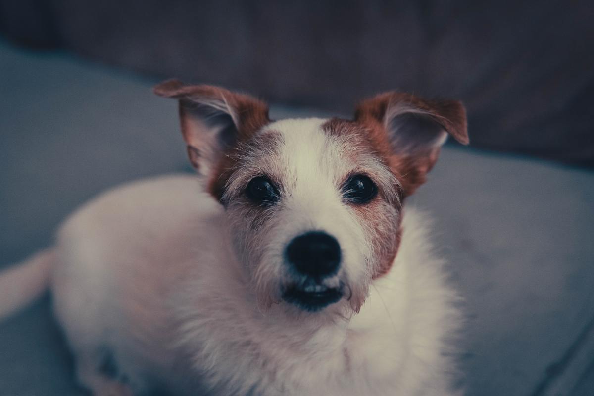 is cheese bad for a smooth fox terrier