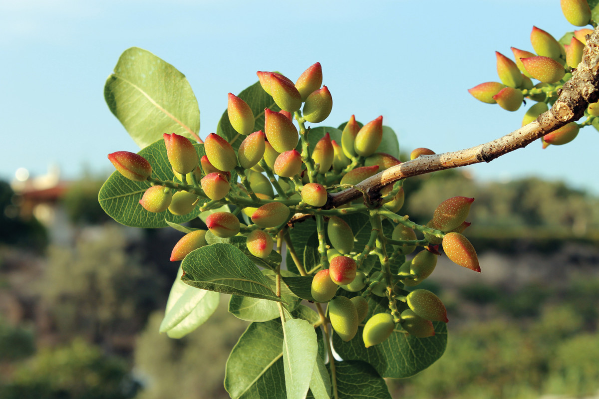 pistachio nuts tree